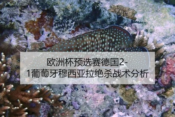 欧洲杯预选赛德国2-1葡萄牙穆西亚拉绝杀战术分析